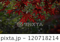 Bright red maple leaves swaying in the wind against a green background 120718214