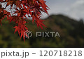 Bright red maple trees swaying in the wind with the mountains in the background 120718218