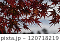 Close-up of a bright red maple tree swaying in the wind against a cloudy sky 120718219