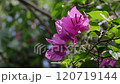 庭に咲くブーゲンビリア 120719144