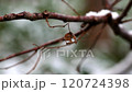 The last leaf remaining on a dead branch in early winter 120724398