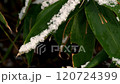 Early winter snow falling on bamboo leaves 120724399