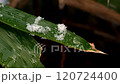 Snow melting on bamboo leaves 120724400