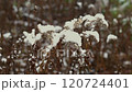 Snow piles up on withered Solidago altissima 120724401