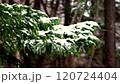 Early winter snow falling on spruce trees in the forest 120724404