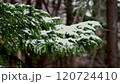 Early winter snow falling on spruce branches 120724410