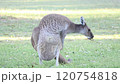 オーストラリア　カンガルー　食事 120754818