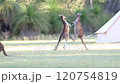 オーストラリア　カンガルーの喧嘩 120754819