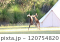 オーストラリア　カンガルーの喧嘩 120754820
