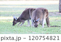 オーストラリア　カンガルー　食事 120754821