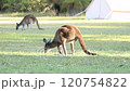 オーストラリア　カンガルー　食事 120754822