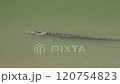 オーストラリア　野生のワニ 120754823