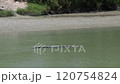 オーストラリア　野生のワニ 120754824