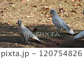 オーストラリア　アカビタイムジオウム　Little corella 120754826