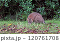 Swamp Wallaby, Wallabia bicolor, is one of the smaller kangaroos.  120761708