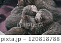 Sleeping Kittens in a Blanket 120818788