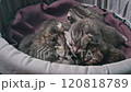Adorable Kittens Sleeping in a Nest 120818789