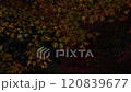 Colorful maple leaves swaying in the wind 120839677
