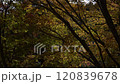 Colorful maple leaves swaying in the wind 120839678