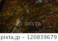 Colorful maple leaves swaying in the wind 120839679