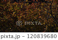 Colorful maple leaves swaying in the wind 120839680