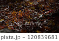 Fallen leaves on the ground in the sunlight 120839681