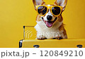 Funny corgi dog wearing sunglasses sitting on yellow suitcase ready for summer vacation tourism concept 120849210