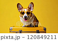 Funny corgi dog wearing sunglasses sitting on yellow suitcase ready for summer vacation tourism concept 120849211