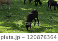 Lamb eats green grass Grazing in a meadow 120876364
