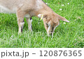 Goatling eats green grass Grazing in a meadow 120876365
