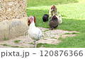 Turkeys and chickens in a barnyard 120876366