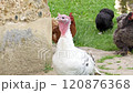 Turkeys and chickens in a barnyard 120876368