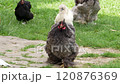 Cochin chickens graze on grass in a barnyard 120876369