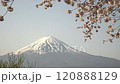 Close-up of cherry blossoms swaying in the wind with Mt. Fuji and blue sky in the background, fixed shot, with ambient sound 120888129