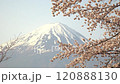 Close-up of cherry blossoms swaying in the wind with Mt. Fuji and blue sky in the background, fixed shot 120888130