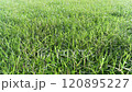 Green grass close-up in Ultra HD 4K 120895227
