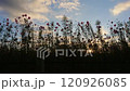 風に揺れるコスモスのシルエット 120926085
