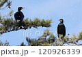 兩隻鸕鶿棲息在樹上嘰嘰喳喳地叫著 120926339