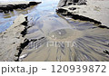 Kamaiso and coastal springs 120939872
