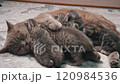 Kittens Snuggle with Mom 120984536