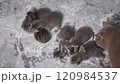 Adorable Kittens Nursing From Mother Cat 120984537