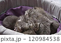 Sleepy Kittens: A Bundle of Joy 120984538