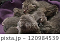 Close-Up on Sleeping Kittens 120984539