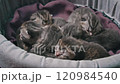 Tiny Kittens Snoozing in a Bed 120984540