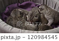 Kittens Napping in Basket 120984545