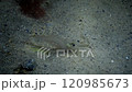Eyes of Baltic prawn (Palaemon adspersus), Night Shooting, Shrimp Transparent, Black Sea 120985673