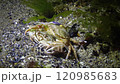 Reproduction of crabs (Liocarcinus holsatus). Male and female before mating. Black Sea 120985683