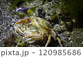Reproduction of crabs (Liocarcinus holsatus). Male and female before mating. Black Sea 120985686