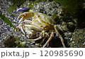 Reproduction of crabs (Liocarcinus holsatus). Male and female before mating. Black Sea 120985690
