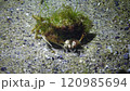 Flying crab (Liocarcinus holsatus) overgrown with green and red algae. Black Sea, Odessa Bay 120985694